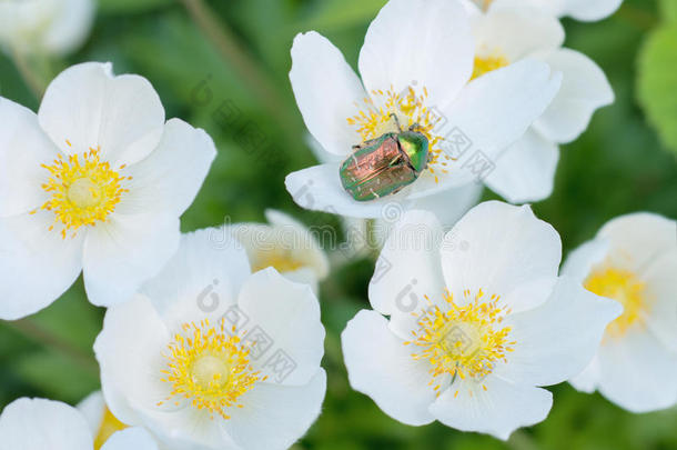 花，海葵，花甲虫