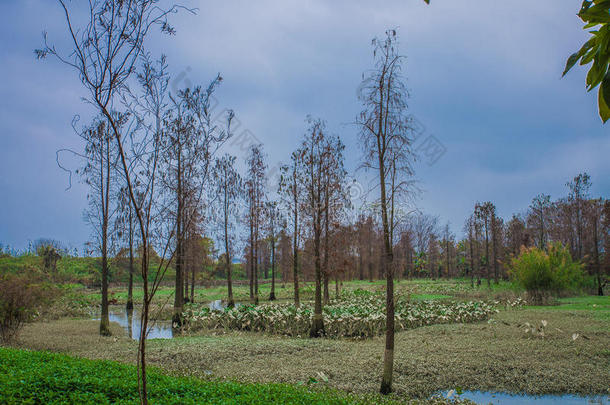 地区<strong>生态生态</strong>系统风景自然的