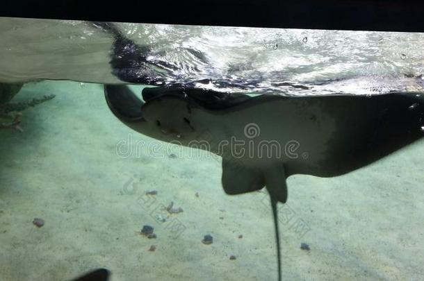 水族馆喂养鱼拥抱曼塔雷