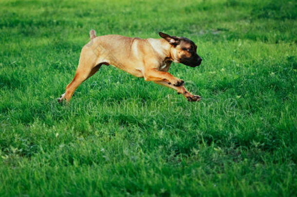 藤草小狗在绿草地上奔跑