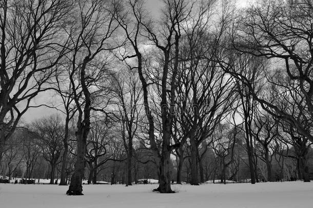 黑白雪中央公园
