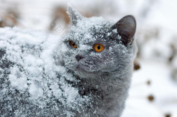 雪地里的猫