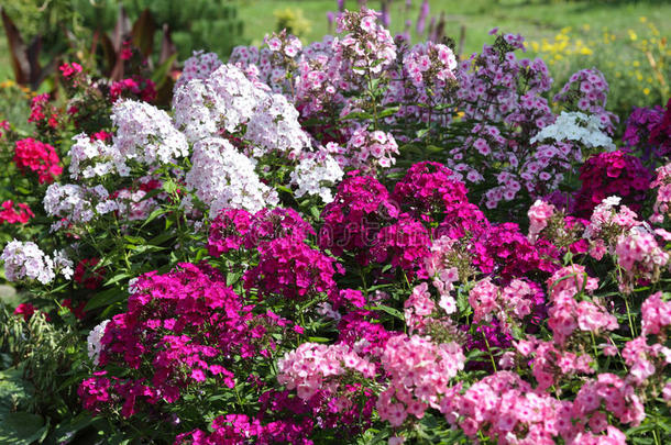 背景美丽的<strong>开花植物</strong>学的<strong>植物</strong>学