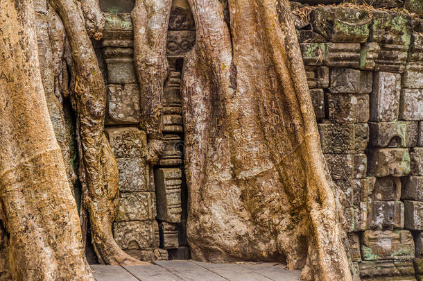在柬埔寨吴哥窟的塔普鲁姆古遗址的门口生长的榕树