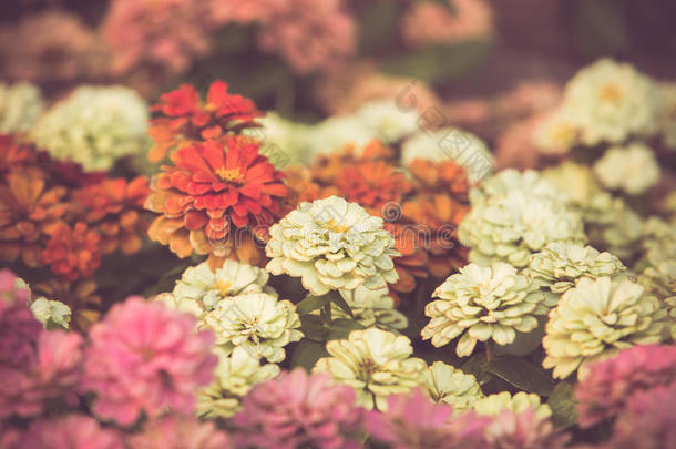 五颜六色的小花在花园里绽放着复古的色调