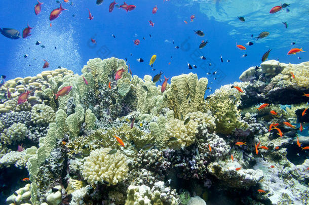 彩色珊瑚礁与火珊瑚和鱼类在热带海洋-水下