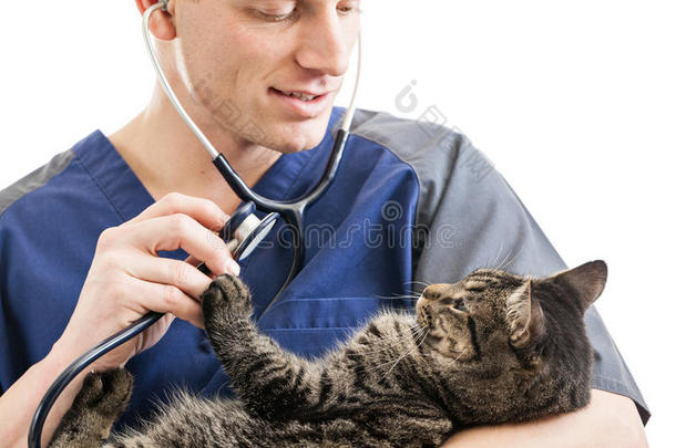 兽医检查猫