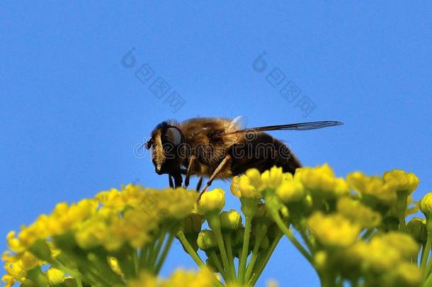 蜜蜂飞过茴香野花