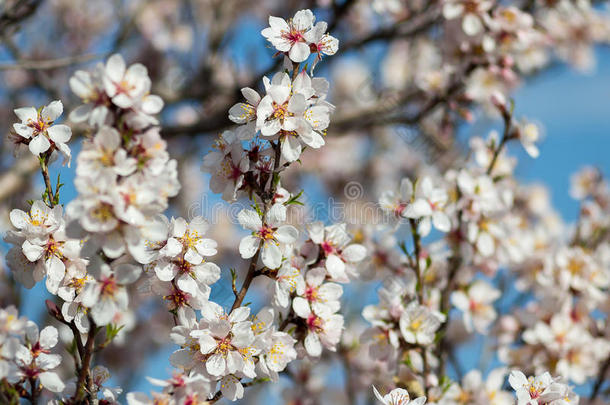 春天开花的树木自然开花