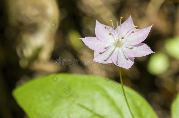 特写一个精致的星花与复制空间