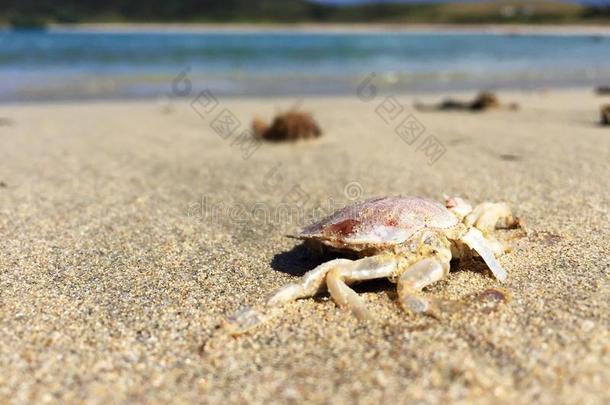 <strong>沙滩</strong>上的<strong>螃蟹</strong>尸体，背景是蓝色的水