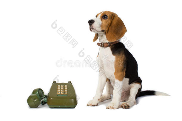 beagle dog正在等待白色背景的<strong>电话铃声</strong>