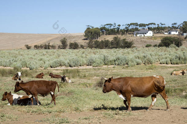 南非Overberg地区的<strong>牛养殖</strong>