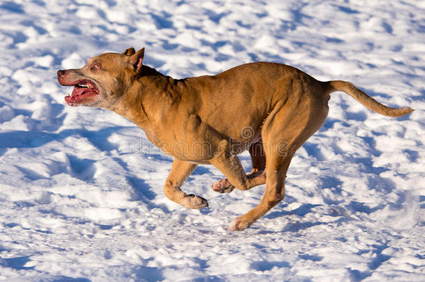 美国斗牛犬在雪地里奔跑