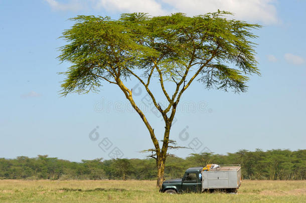 阿拉伯树胶非洲非洲的灌木汽车