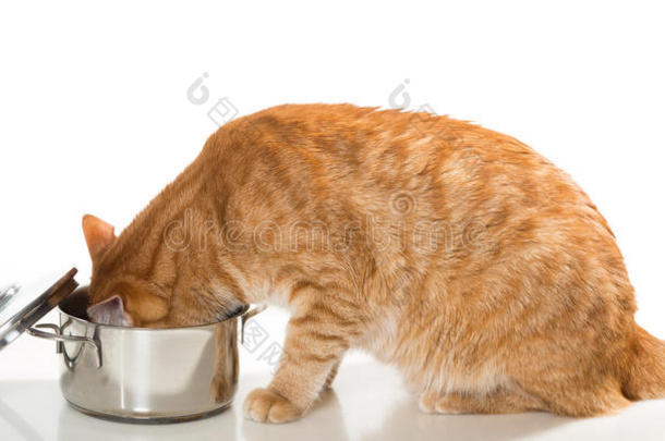 猫从锅里<strong>吃东西</strong>。