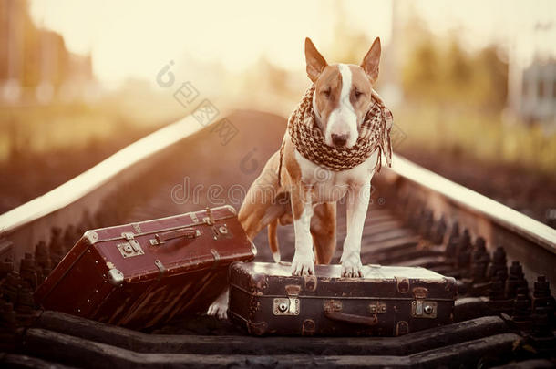 英国牛头小猎犬，带着行李箱在铁轨上。