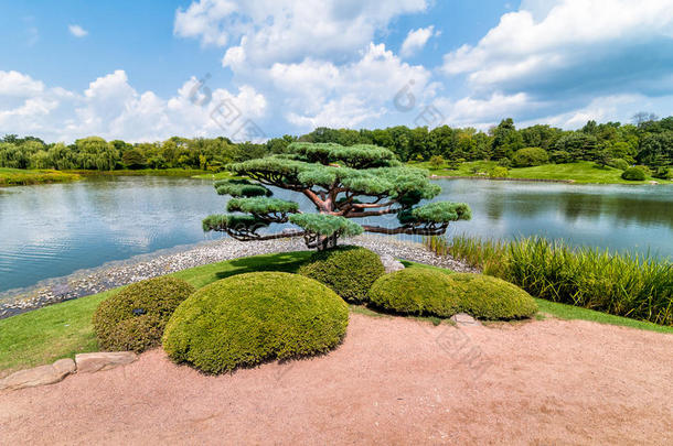 芝加哥植物园日本花园盆景树