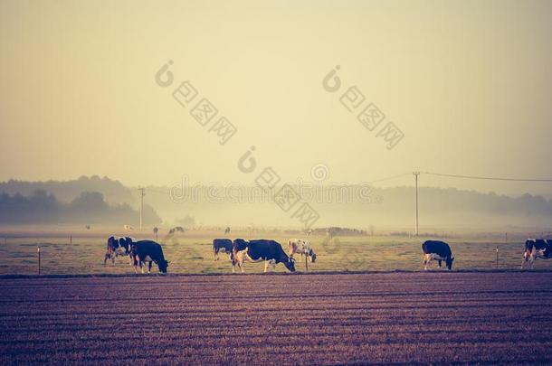 农业动物背景巴利阿里公牛