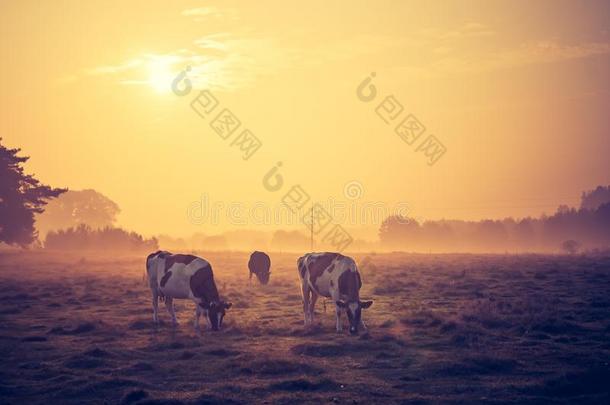 农业动物背景巴利阿里公牛