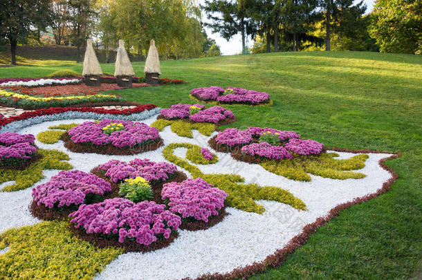 五颜六色的菊花花坛。 乌克兰基辅的帕克兰。