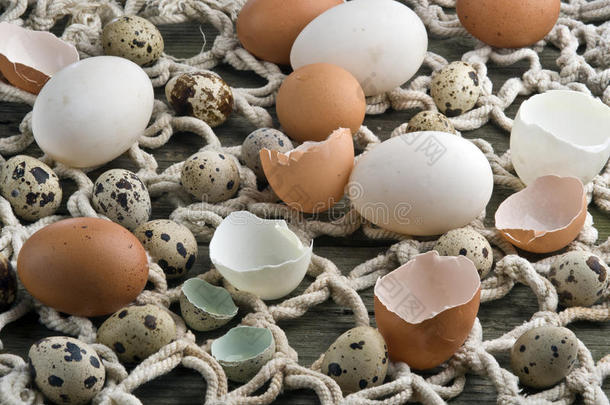 新鲜鸭子，母鸡和鹌鹑蛋