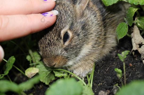 小兔子在花园里被宠爱