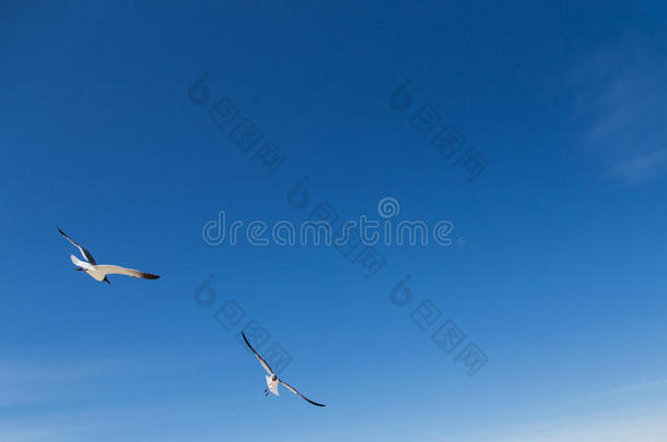 鸟儿在白色的<strong>天空</strong>中飞翔