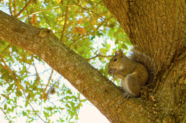 一只松鼠栖息在树上