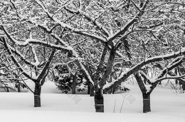 冬天三棵<strong>类似</strong>树的黑白照片