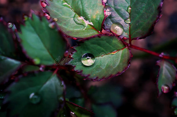 在雨天，在玫瑰的离去上关闭雨滴