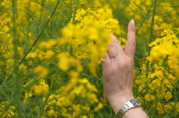 诱惑的手和油籽花