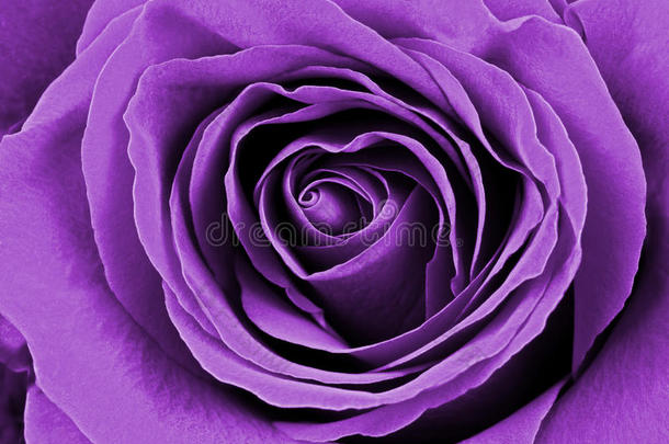 美丽的紫色玫瑰。 宏观图像