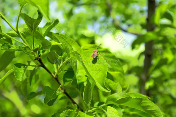 甲虫坐在绿叶上