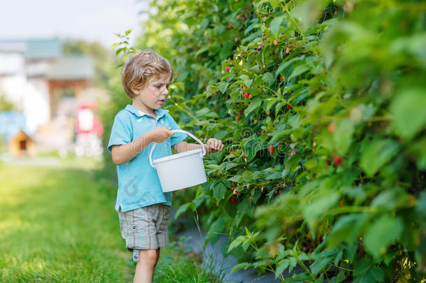 金发男孩在树莓农场采摘浆果玩得很开心