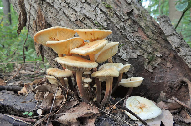金针蘑菇在<strong>秋天</strong>的<strong>树林里</strong>的一棵树下