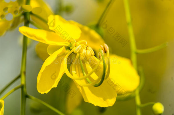 决明子瘘管花。