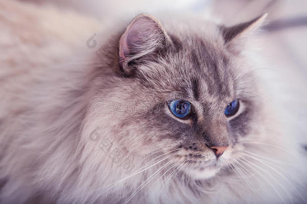 蓝眼睛的猫。
