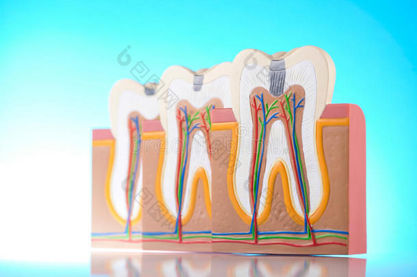 解剖牙齿，明亮多彩的色调概念