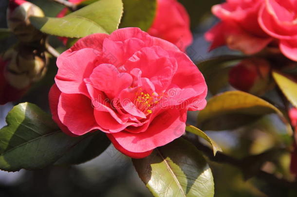 芜湖浙江公园的茶花