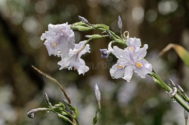 平竹花