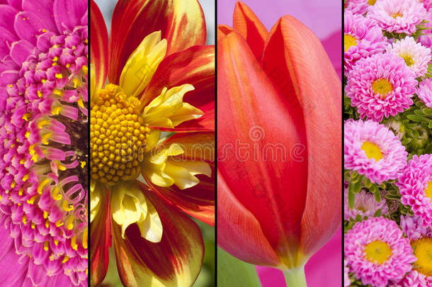 红色、黄色和粉红色花朵的拼贴