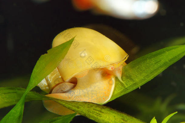 安普利亚蜗牛