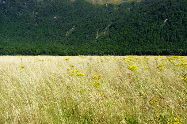 金色的草，点缀着黄色的草花，在山谷的微风中摇曳，与深绿色的新西兰灌木形成鲜明的对比