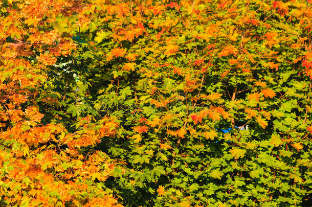秋天的树木黄色橙色的叶子自然背景