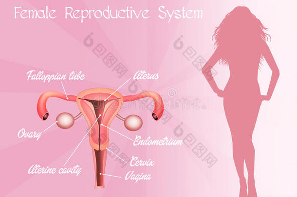 辅助的子宫颈子宫内膜异位症子宫内膜输卵管