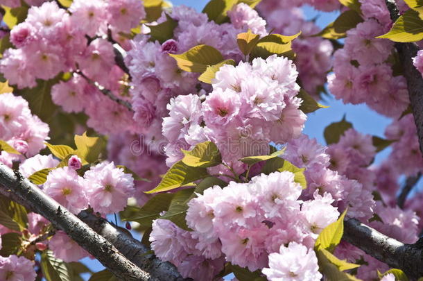 春天的粉色花朵