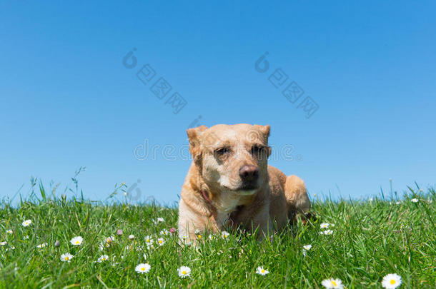 躺在草地上的狗