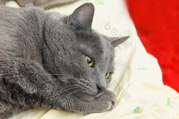 灰色忧郁的猫躺在床上