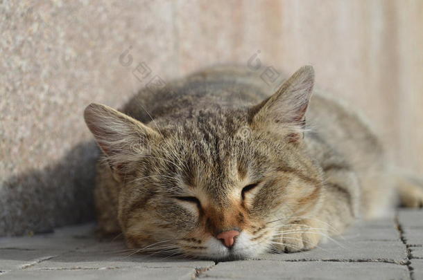 动物美丽的猫大学<strong>教师照片</strong>